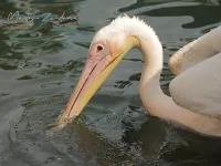 Roze pelikaan [Pelecanus onocrotalus]